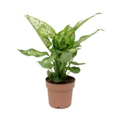 Dieffenbachia Compacta - Dumb Cane -Plants Sale Store Dieffenbachia Compacta Dumb Cane