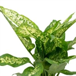 Dieffenbachia Compacta - Dumb Cane -Plants Sale Store Dieffenbachia Compacta Dumb Cane Leaves