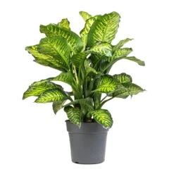 Dieffenbachia Maroba - Dumb Cane -Plants Sale Store Dieffenbachia Maroba Dumb Cane 21x70cm