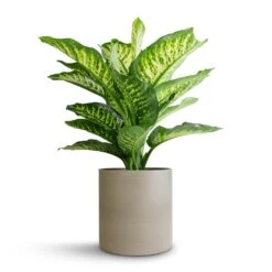 Dieffenbachia Maroba - Dumb Cane -Plants Sale Store Dieffenbachia Maroba Dumb Cane 21x70cm Puk Refined Planter Clouded Grey 25x24.5cm d01010a9 a27c 46c0 b861 afb43de88e57