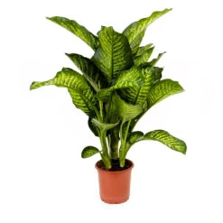 Dieffenbachia Maroba - Dumb Cane -Plants Sale Store Dieffenbachia Maroba Dumb Cane