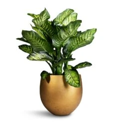 Dieffenbachia Maroba - Dumb Cane -Plants Sale Store Dieffenbachia Maroba Dumb Cane 30x80cm Mini Orb Kevan Plant Pot Metallic Gold 39x35cm