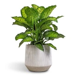 Harith Plant Pot - Ridged White Stripe -Plants Sale Store Dieffenbachia Maroba Dumb Cane 30x80cm 689a614d d749 4b5d 8ed2 5bdc66b0eb0f