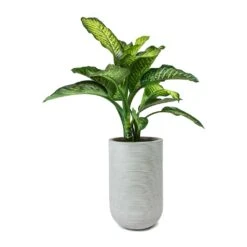 Dieffenbachia Maroba - Dumb Cane -Plants Sale Store Dieffenbachia Maroba Dumb Cane Cody Plant Vase Ridged Cement