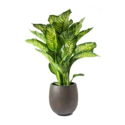 Dieffenbachia Maroba - Dumb Cane -Plants Sale Store Dieffenbachia Maroba Dumb Cane Rusty Iron Concrete Balloon Planter