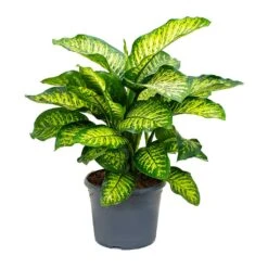 Dieffenbachia Maroba - Dumb Cane -Plants Sale Store Dieffenbachia Maroba Dumb Cane 158bf0fe 2166 4d1f 971a 1da18d7b34de