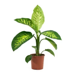 Dieffenbachia Seguine Tropic Snow - Dumb Cane -Plants Sale Store Dieffenbachia seguine Tropic Snow Dumb Cane 17cm