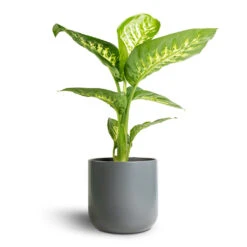 Dieffenbachia Seguine Tropic Snow - Dumb Cane -Plants Sale Store Dieffenbachia seguine Tropic Snow Dumb Cane 17x60cm Lisbon Plant Pot Charcoal 19x19cm