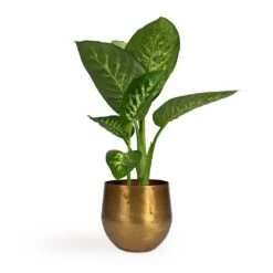 Dieffenbachia Seguine Tropic Snow - Dumb Cane -Plants Sale Store Dieffenbachia seguine Tropic Snow Dumb Cane 17x75cm Ayka Metal Plant Pots Set4 Old Camel