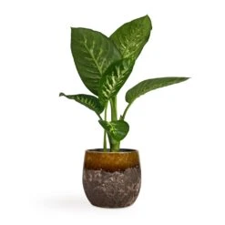 Dieffenbachia Seguine Tropic Snow - Dumb Cane -Plants Sale Store Dieffenbachia seguine Tropic Snow Dumb Cane 17x75cm Lindy Plant Pot Ochre 23x20cm
