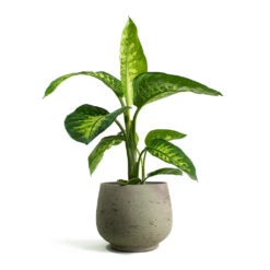 Dieffenbachia Seguine Tropic Snow - Dumb Cane -Plants Sale Store Dieffenbachia seguine Tropic Snow Dumb Cane Mini Pixie Plant Pot Grey Washed