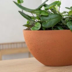 Dorant Refined Oval Plant Bowl - Canyon Orange -Plants Sale Store Dorant Refined Oval Plant Bowl Canyon Orange Close Up