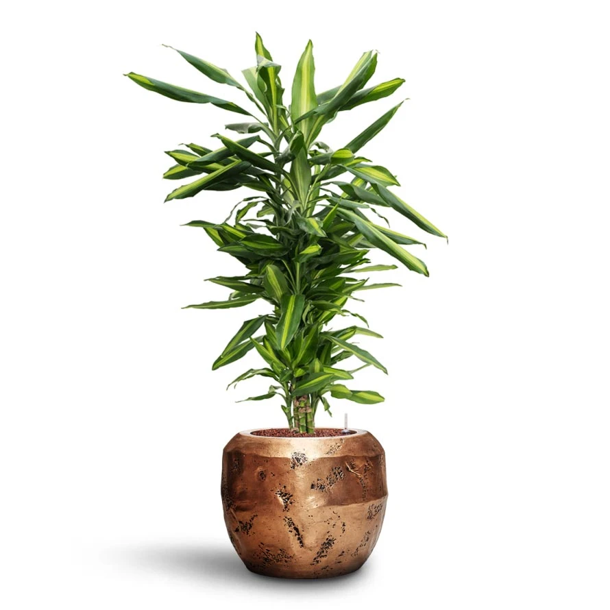 Dracaena Cintho - Branched - HydroCare 8 Dracaena Cintho - Branched - HydroCare - Image 6