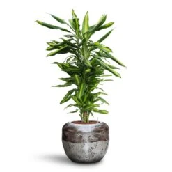 Dracaena Cintho - Branched - HydroCare 27 Dracaena Cintho - Branched - HydroCare -Plants Sale Store Dracaena Cintho Branched HydroCare Opus Raw Couple Planter Silver