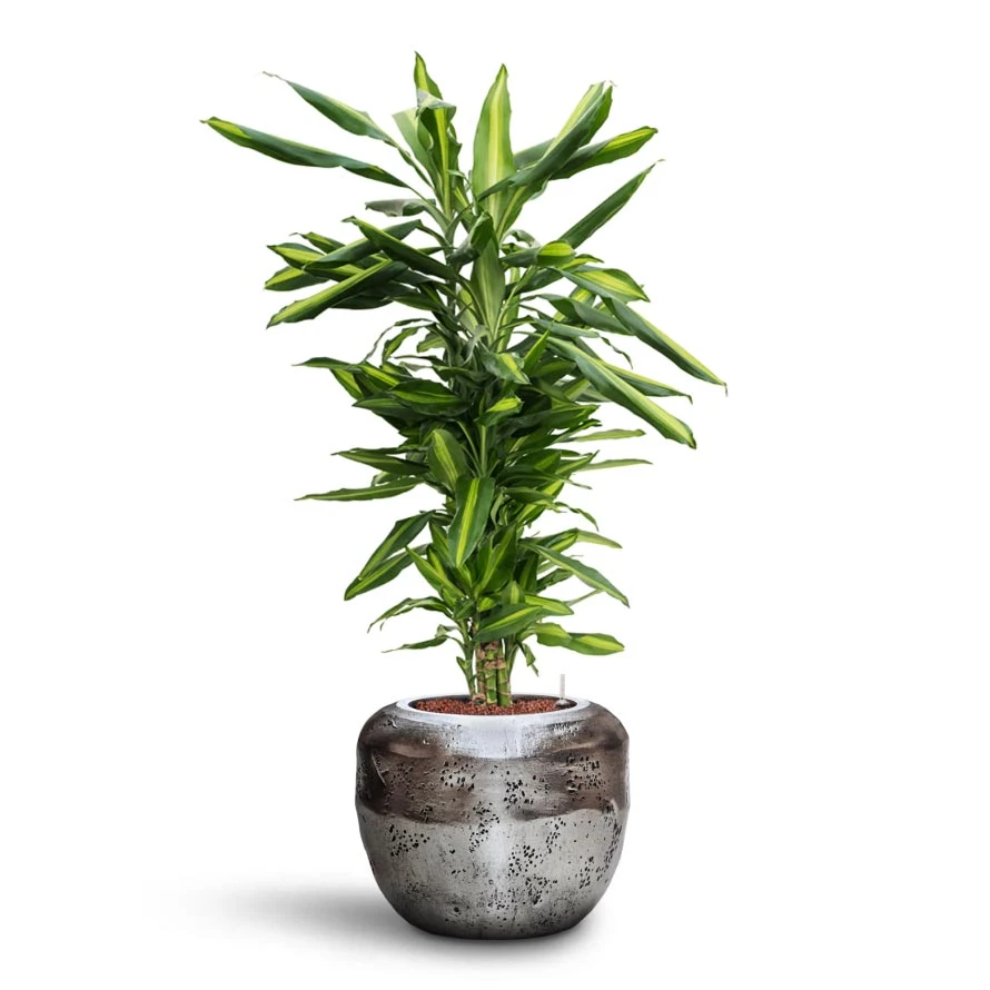 Dracaena Cintho - Branched - HydroCare 14 Dracaena Cintho - Branched - HydroCare - Image 12