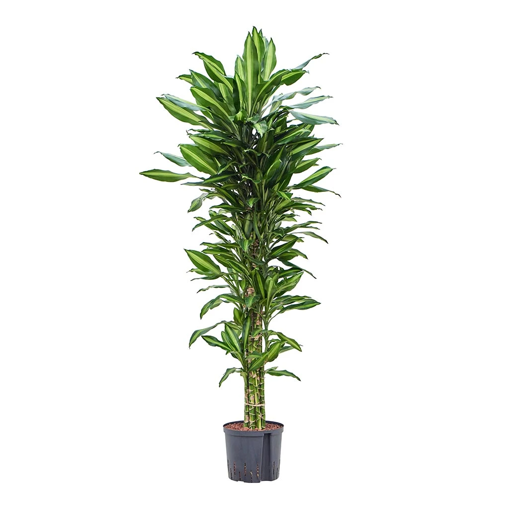 Dracaena Cintho - Branched - HydroCare 5 Dracaena Cintho - Branched - HydroCare - Image 3
