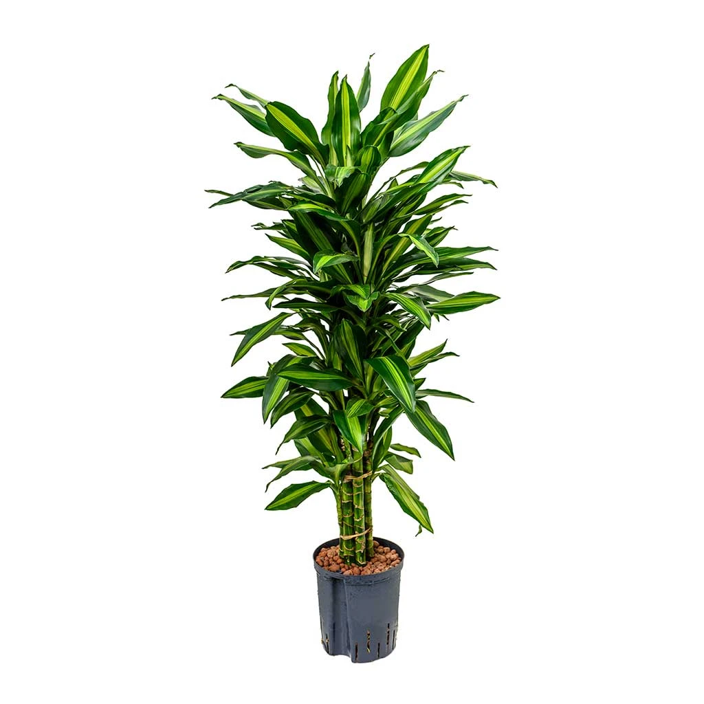 Dracaena Cintho - Branched - HydroCare 3 Dracaena Cintho - Branched - HydroCare