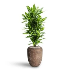 Dracaena Cintho - Branched - HydroCare 23 Dracaena Cintho - Branched - HydroCare -Plants Sale Store Dracaena Cintho Branched Hydroculture Polystone Coated Plain Coppa Planter Rock 91f7009e 51c8 437c 8a25 0166c18ddf0b