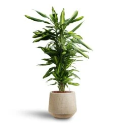 Dracaena Cintho - Branched - HydroCare 26 Dracaena Cintho - Branched - HydroCare -Plants Sale Store Dracaena Cintho Branched Hydroculture Raindrop Tube Round Planter Stone