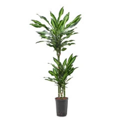 Dracaena Cintho - Multi Stem - HydroCare 27 Dracaena Cintho - Multi Stem - HydroCare -Plants Sale Store Dracaena Cintho Multi Stem HydroCare 15 19x100cm