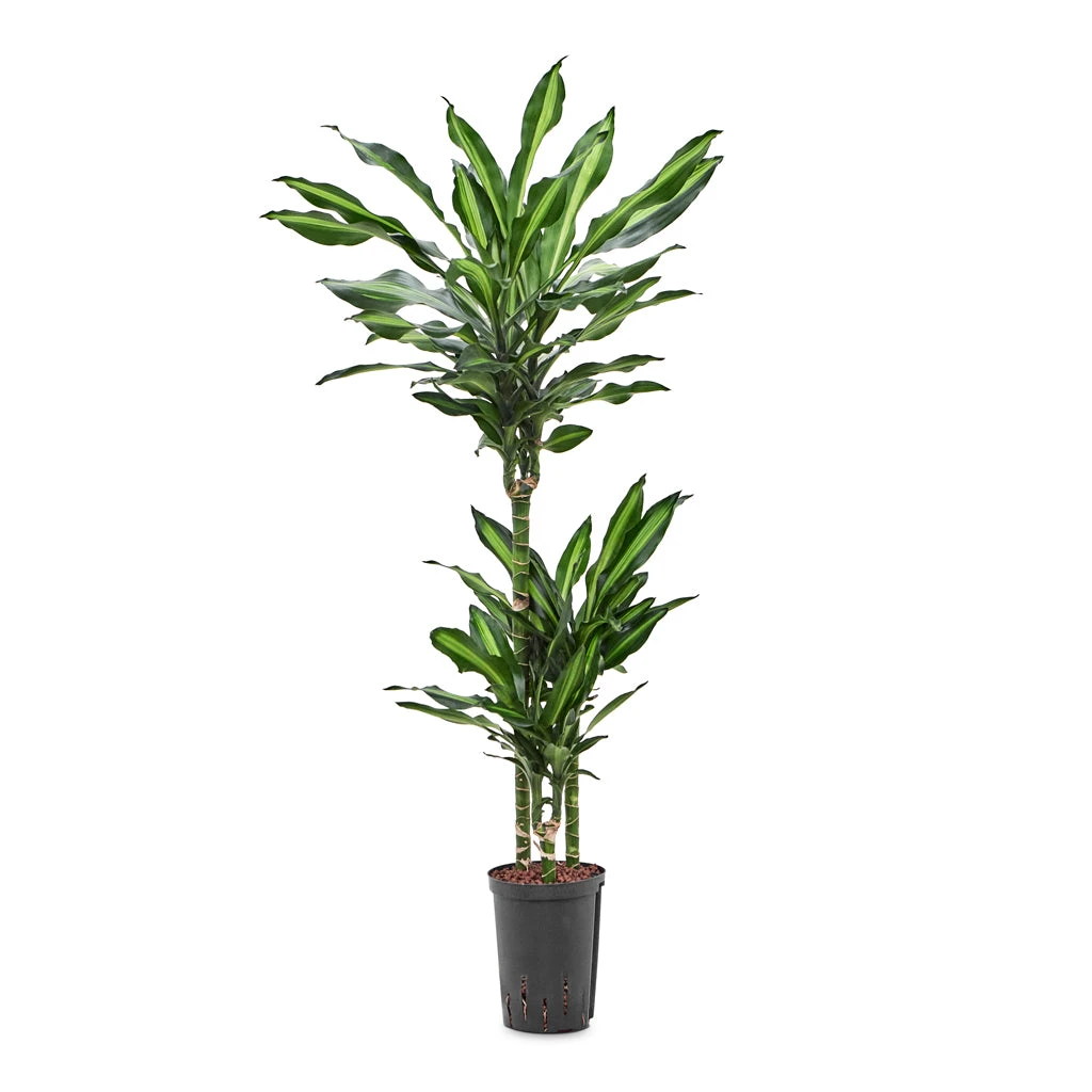Dracaena Cintho - Multi Stem - HydroCare 15 Dracaena Cintho - Multi Stem - HydroCare - Image 13