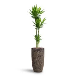 Dracaena Cintho - Multi Stem - HydroCare 22 Dracaena Cintho - Multi Stem - HydroCare -Plants Sale Store Dracaena Cintho Multi Stem HydroCare Luxe Lite Layer Partner Planter Bronze