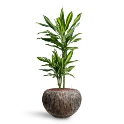 Luxe Lite Waterfall Globe Planter - Bronze -Plants Sale Store Dracaena Cintho Multi Stem HydroCare Luxe Lite Waterfall Globe Planter Bronze 21b47d96 467a 44d5 8228 26e491f65885