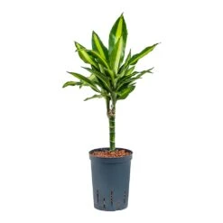 Dracaena Cintho - Multi Stem - HydroCare 19 Dracaena Cintho - Multi Stem - HydroCare -Plants Sale Store Dracaena Cintho Multi Stem Hydroculture 15 19x65cm 1stem