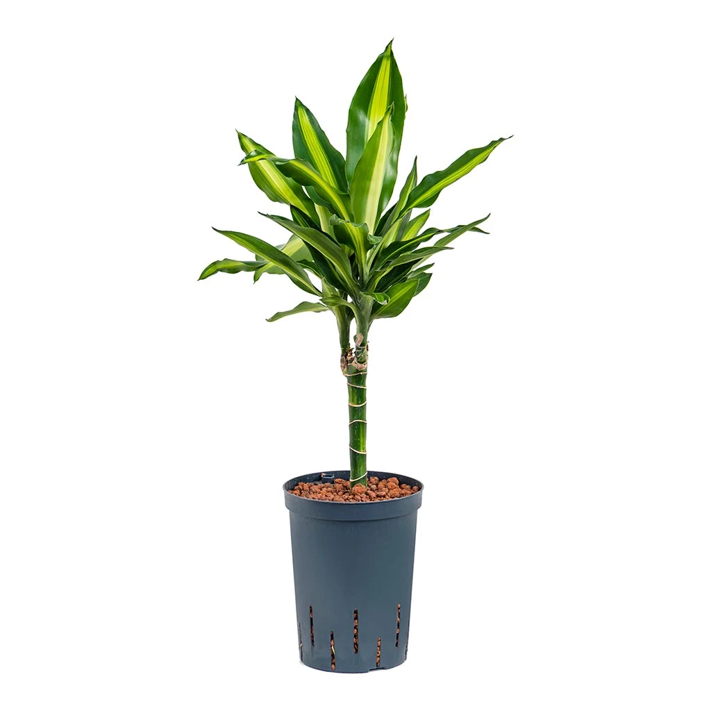Dracaena Cintho - Multi Stem - HydroCare 7 Dracaena Cintho - Multi Stem - HydroCare - Image 5