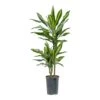 Dracaena Cintho - Multi Stem - HydroCare 2 Dracaena Cintho - Multi Stem - HydroCare -Plants Sale Store Dracaena Cintho Multi Stem Hydroculture Indoor Plant 2Stems