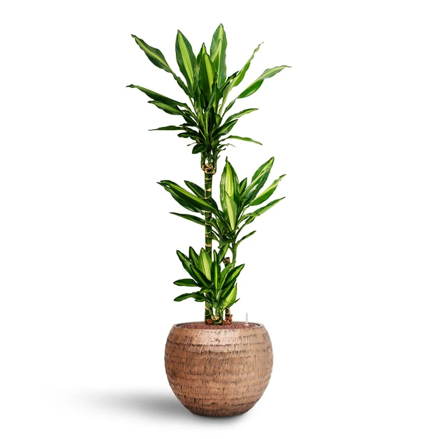 Dracaena Cintho - Multi Stem - HydroCare 8 Dracaena Cintho - Multi Stem - HydroCare - Image 6