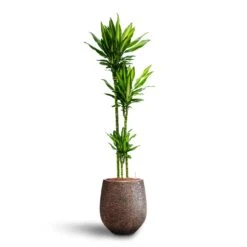 Dracaena Cintho - Multi Stem - HydroCare 24 Dracaena Cintho - Multi Stem - HydroCare -Plants Sale Store Dracaena Cintho Multi Stem Hydroculture Opus Hit Darcy Planter Gold