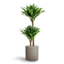 Dracaena Compacta - Multi Stem - HydroCare -Plants Sale Store Dracaena Compacta Multi Stem Hydroculture 2 stems Puk Rough Planter Grey Washed 25 x 25cm