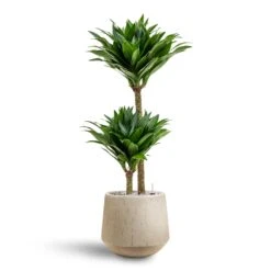 Raindrop Tube Round Planter - Stone -Plants Sale Store Dracaena Compacta Multi Stem Hydroculture 2 stems Raindrop Tube Round Planter Stone 30 x 26cm 157ca5cf ddac 4d9b b429 b265a536155c