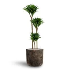Luxe Lite Waterfall Cylinder Planter - Bronze -Plants Sale Store Dracaena Compacta Multi Stem Hydroculture 3 stems Luxe Lite Waterfall Cylinder Planter Bronze 40 x 38cm c6cb3212 5ad0 4b1f 8379 187d8b102d9c