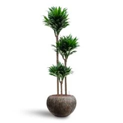 Dracaena Compacta - Multi Stem - HydroCare -Plants Sale Store Dracaena Compacta Multi Stem Hydroculture 3 stems Luxe Lite Waterfall Globe Planter Bronze 39 x 27cm