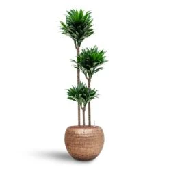 Dracaena Compacta - Multi Stem - HydroCare -Plants Sale Store Dracaena Compacta Multi Stem Hydroculture 3 stems Opus Hammered Globe Planter Gold 40 x 32cm