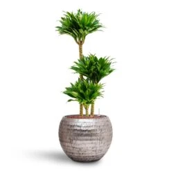 Dracaena Compacta - Multi Stem - HydroCare -Plants Sale Store Dracaena Compacta Multi Stem Hydroculture 3 stems Opus Hammered Globe Planter Silver 40 x 32cm