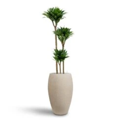 Dracaena Compacta - Multi Stem - HydroCare -Plants Sale Store Dracaena Compacta Multi Stem Hydroculture 3 stems Raindrop Tall Balloon Planter Stone 37 x 60cm