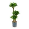 Dracaena Compacta - Multi Stem - HydroCare -Plants Sale Store Dracaena Compacta Multi Stem Hydroculture Indoor Plant 3Stems