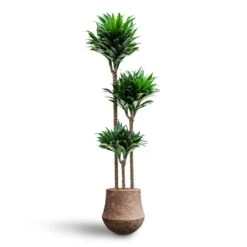 Dracaena Compacta - Multi Stem - HydroCare -Plants Sale Store Dracaena Compacta Multi Stem Hydroculture Polystone Coated Darcy Planter Rock 6f06658a 8982 4bc0 8d58 998f72e578b3