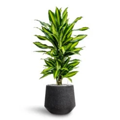 Raindrop Tube Round Planter - Anthracite -Plants Sale Store Dracaena Fragrans Cinco Branched Hydroculture Raindrop Darcy Planter Anthracite dd1cec5d 15ac 40ef bac0 854b218dea08