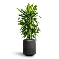 Dracaena Cintho - Branched - HydroCare 24 Dracaena Cintho - Branched - HydroCare -Plants Sale Store Dracaena Fragrans Cinco Branched Hydroculture Raindrop Darcy Tube Planter Anthracite