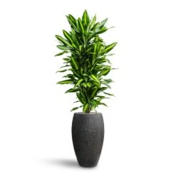 Dracaena Cintho - Branched - HydroCare 22 Dracaena Cintho - Branched - HydroCare -Plants Sale Store Dracaena Fragrans Cinco Branched Hydroculture Raindrop Emperor Planter Anthracite