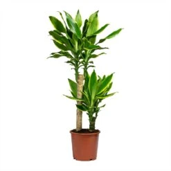 Dracaena Fragrans Golden Coast - Multi Stem 15 Dracaena Fragrans Golden Coast - Multi Stem -Plants Sale Store Dracaena Fragrans Golden Coast Multi Stem 17x80cm 2 stems