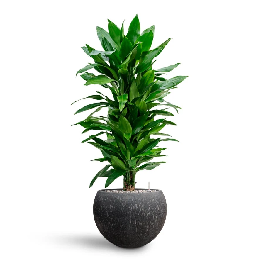 Dracaena Janet Lind - Branched - HydroCare 7 Dracaena Janet Lind - Branched - HydroCare - Image 5