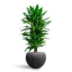 Raindrop Globe Planter - Anthracite -Plants Sale Store Dracaena Fragrans Janet Lind Multi Stem Hydroculture Raindrop Globe Planter Anthracite 8670a7af bdae 41fe 8fea 30c11a12303e
