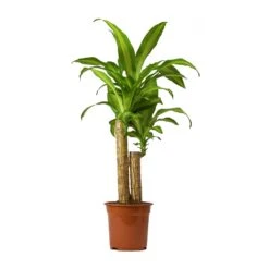 Dracaena Fragrans Massangeana - Multi Stem -Plants Sale Store Dracaena Fragrans Massangeana Small