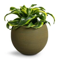 Dracaena Fragrans Tornado - Head -Plants Sale Store Dracaena Fragrans Tornado Head 12x25cm Dex Plant Pot Forrest 17x13cm Touched Up