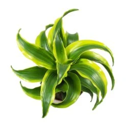 Dracaena Fragrans Tornado - Head -Plants Sale Store Dracaena Fragrans Tornado Leaves